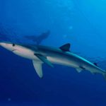 Requin Faial Açores plongée Princess Alice Bank