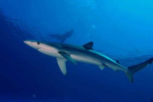 Requin Faial Açores plongée Princess Alice Bank