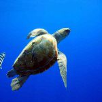 tortue Faial plongée Açores