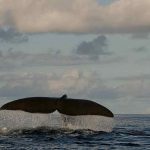 Baleine Faial Açores