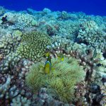 Polynésie-plongée-Huahine corail