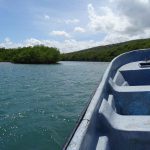 République Dominicaine Punta Rucia mangrove