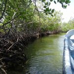 République Dominicaine Punta Rucia mangrove en bateau