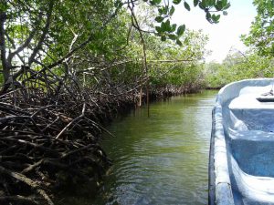 République Dominicaine Punta Rucia mangrove en bateau