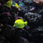 cuba plongée angelfish
