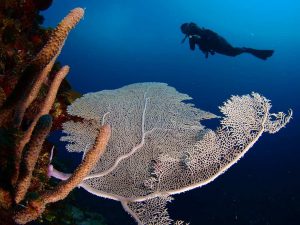 plongée-Cuba-corail