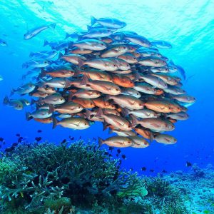 plongée banc de poissons Papouasie nouvelle guinee