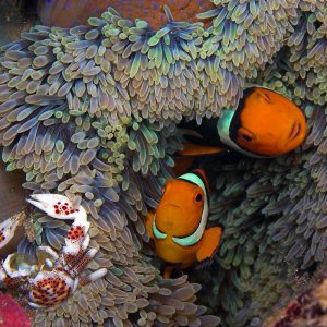 plongée poisson clown Papouasie nouvelle guinee