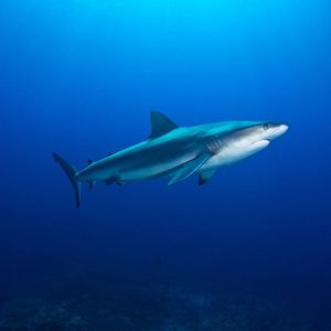 plongée requin Papouasie nouvelle guinee