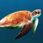 tortue plongée Cuba