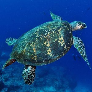 tortue plongée Papouasie nouvelle guinee
