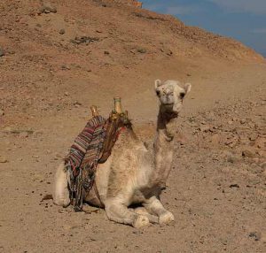 Egypte excursion désert à dos de chameau