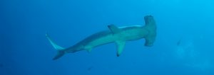 Galapagos requin marteau
