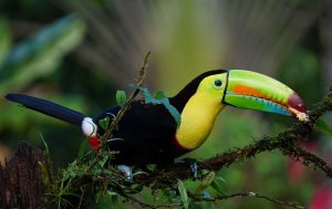 Costa Rica Toucan
