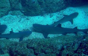 Costa Rica requin Pacific Coast