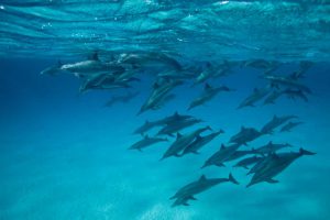 dauphins sataya Francis Le Guen