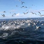 Fonds Marin Croisière SeaWolf Plongée Malpelo
