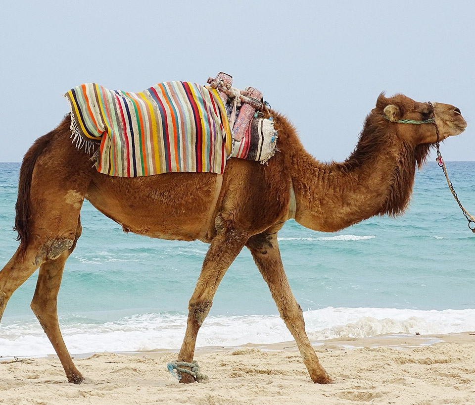  Dromadaire Tunisie  Djerba Spots d Evasion