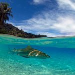 croisière plongée Polynésie blacktip_shark