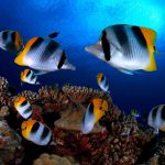 croisière plongée Polynésie butterflyfish