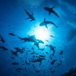 croisière plongée Polynésie greyreef_sharks