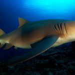 croisière plongée Polynésie requin