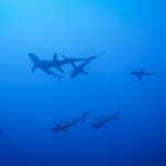 croisière plongée Polynésie requins