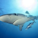 Plongée Protea Bank blue shark