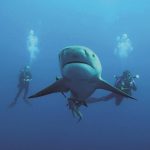 Plongée Protea Bank bull shark