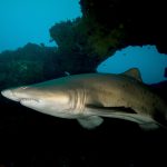 Raggies requin taureau Aliwal Shoal