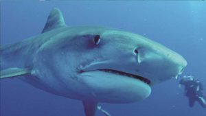 Plongée Aliwal Shoal Tiger
