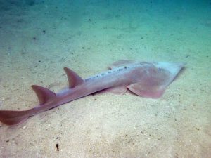 Requin guitare sur Protea Banks