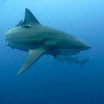 Plongée Protea Bank Requin océanique
