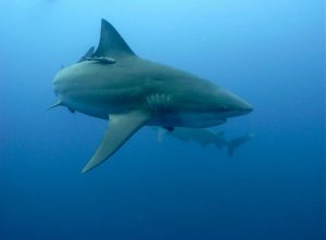 Plongée Protea Bank Requin océanique